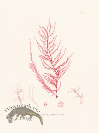 Bradbury Seaweed 025